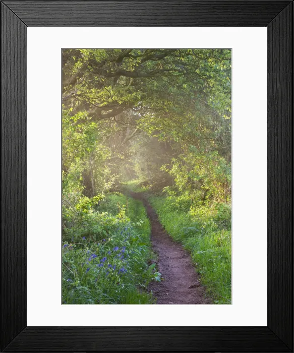 Framed Print : Bluebells growing along a countryside footpath on a misty morning, Pennorth, Brecon Beacons National Park, Powys, Wales. Spring (May) 2010 Framed Print : Bluebells growing along a countryside footpath on a misty morning, Pennorth, Brecon Beacons National Park, Powys, Wales. Spring (May) 2010