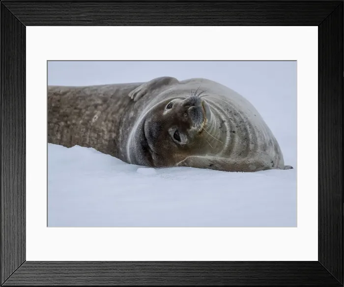 Framed Print : Elephant seal on snow covered beach, Half Moon Island, South Shetland Islands, Antarctica Framed Print : Elephant seal on snow covered beach, Half Moon Island, South Shetland Islands, Antarctica