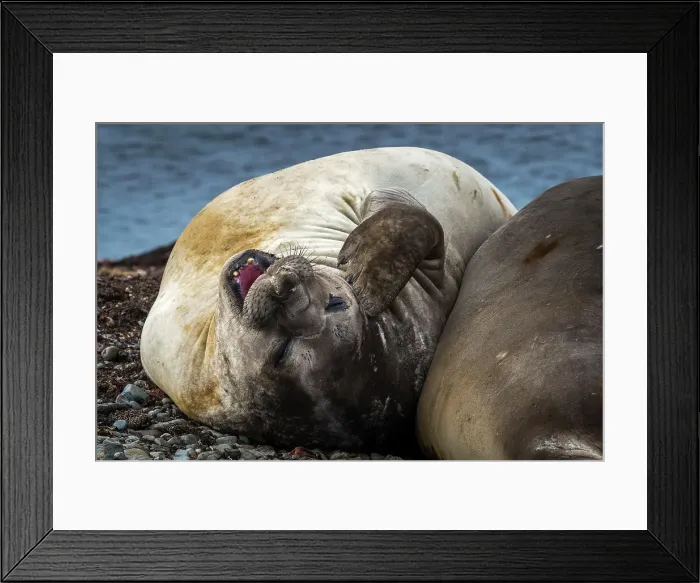 Framed Print : Elephant seal on beach at Whalers Bay, Deception Island, Antarctica