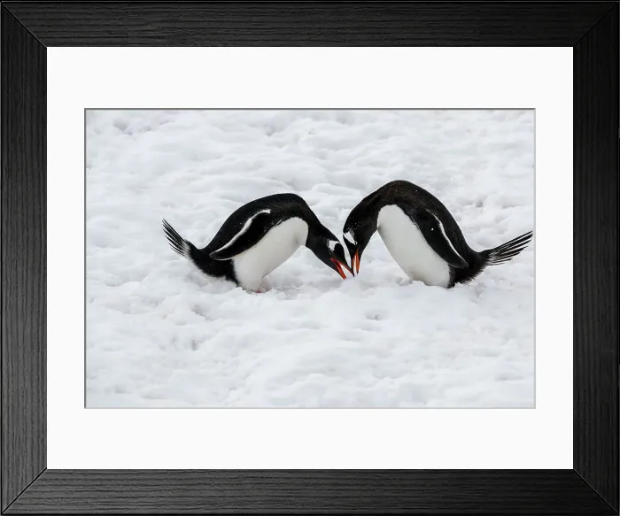 Framed Print : Gentoo penguins performing mating ritual, Paradise Harbour, Antarctica Framed Print : Gentoo penguins performing mating ritual, Paradise Harbour, Antarctica