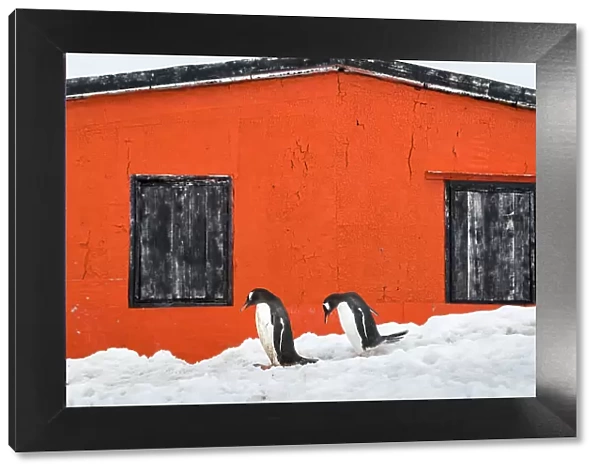 Gentoo penguins and refuge hut, Petermann Island, Antarctica
