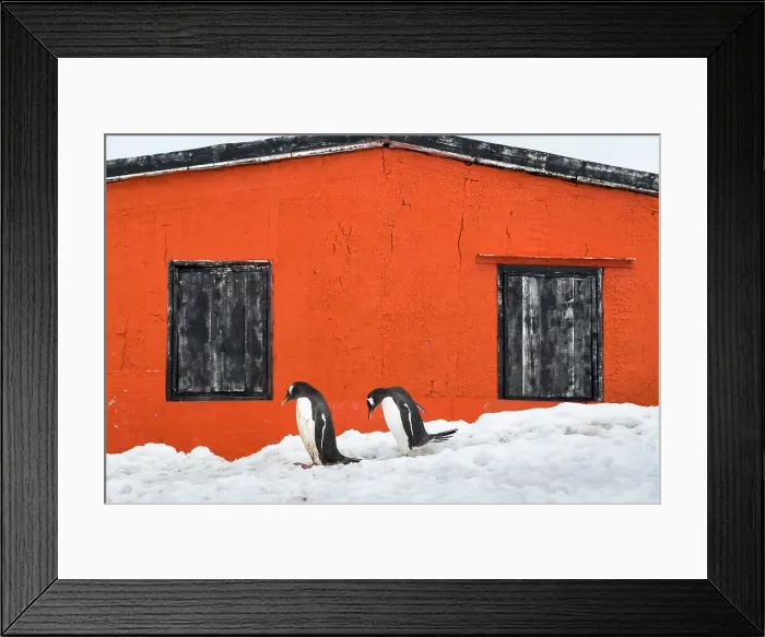 Framed Print : Gentoo penguins and refuge hut, Petermann Island, Antarctica