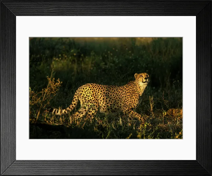 Framed Print : Cheetah, Okavango Delta, Botswana Framed Print : Cheetah, Okavango Delta, Botswana