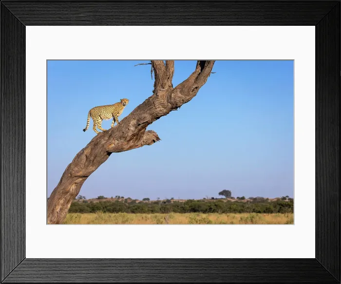 Framed Print : Cheetah in tree, Savuti, Chobe National Park, Botswana Framed Print : Cheetah in tree, Savuti, Chobe National Park, Botswana