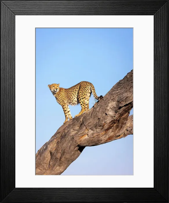 Framed Print : Cheetah in tree, Savuti, Chobe National Park, Botswana