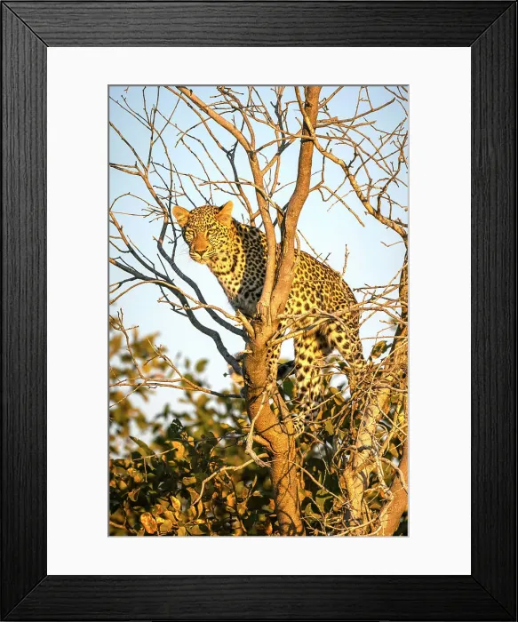 Framed Print : Leopard cub in tree, Okavango Delta, Botswana Framed Print : Leopard cub in tree, Okavango Delta, Botswana