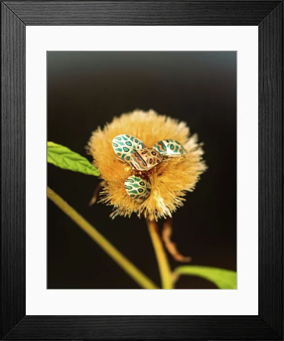 Framed Print : Sheild Bugs on Flower, Okavango Delta, Botswana Framed Print : Sheild Bugs on Flower, Okavango Delta, Botswana