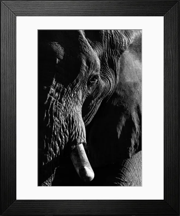 Framed Print : Elephant Portrait, Okavango Delta, Botswana Framed Print : Elephant Portrait, Okavango Delta, Botswana