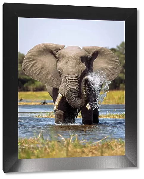 Elephant spraying water, Okavango Delta, Botswana