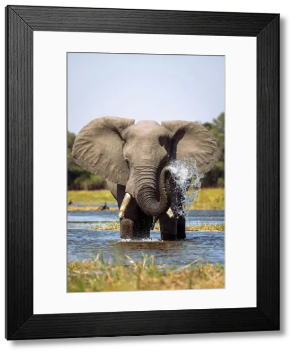 Framed Print : Elephant spraying water, Okavango Delta, Botswana Framed Print : Elephant spraying water, Okavango Delta, Botswana