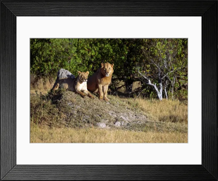Framed Print : Lions, Okavango Delta, Botswana Framed Print : Lions, Okavango Delta, Botswana
