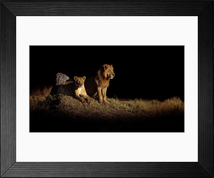 Framed Print : Lions, Okavango Delta, Botswana Framed Print : Lions, Okavango Delta, Botswana