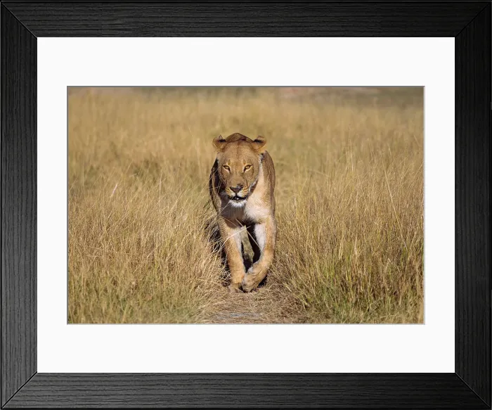 Framed Print : Lioness, Okavango Delta, Botswana Framed Print : Lioness, Okavango Delta, Botswana
