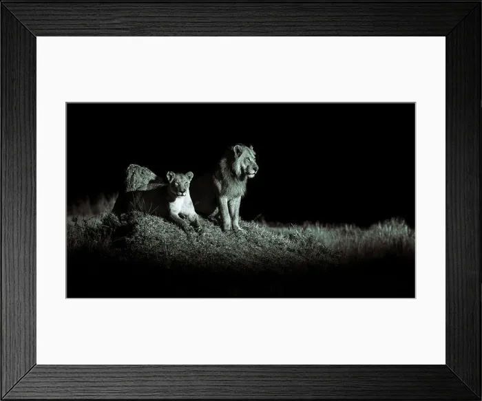 Framed Print : Lions, Okavango Delta, Botswana Framed Print : Lions, Okavango Delta, Botswana