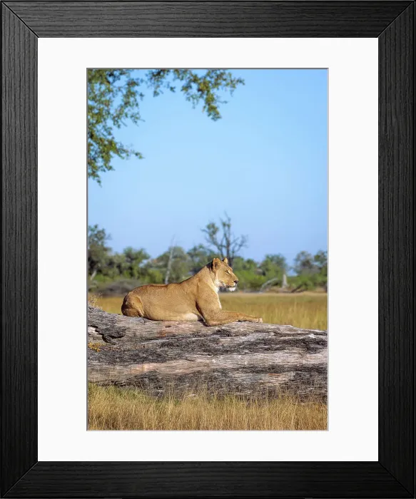 Framed Print : Lioness, Okavango Delta, Botswana
