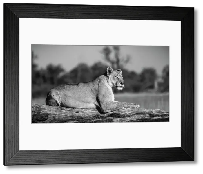Framed Print : Lioness, Okavango Delta, Botswana Framed Print : Lioness, Okavango Delta, Botswana