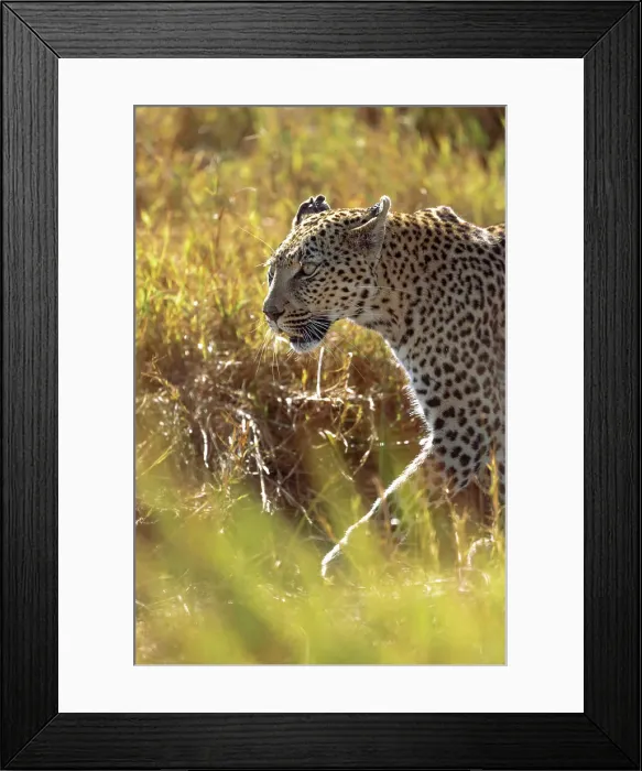 Framed Print : Leopard, Okavango Delta, Botswana Framed Print : Leopard, Okavango Delta, Botswana