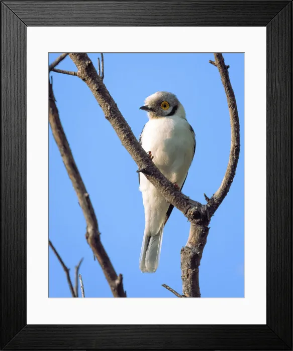 Framed Print : White Crested Helmet Shrike, Okavango Delta, Botswana Framed Print : White Crested Helmet Shrike, Okavango Delta, Botswana