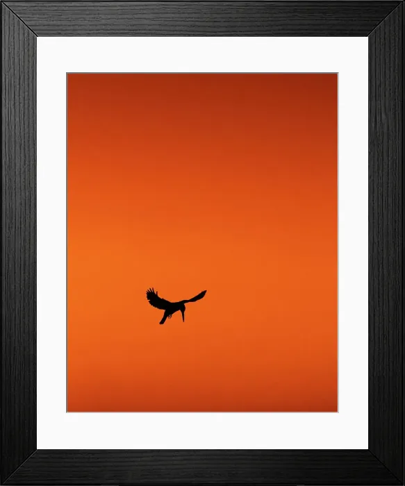Framed Print : Pied Kingfisher, Okavango Delta, Botswana Framed Print : Pied Kingfisher, Okavango Delta, Botswana