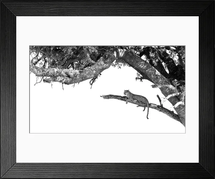 Framed Print : Leopard in tree, Okavango Delta, Botswana Framed Print : Leopard in tree, Okavango Delta, Botswana