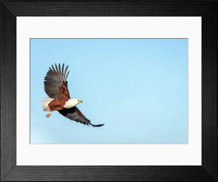 Framed Print : African Fish Eagle, Okavango Delta, Botswana Framed Print : African Fish Eagle, Okavango Delta, Botswana