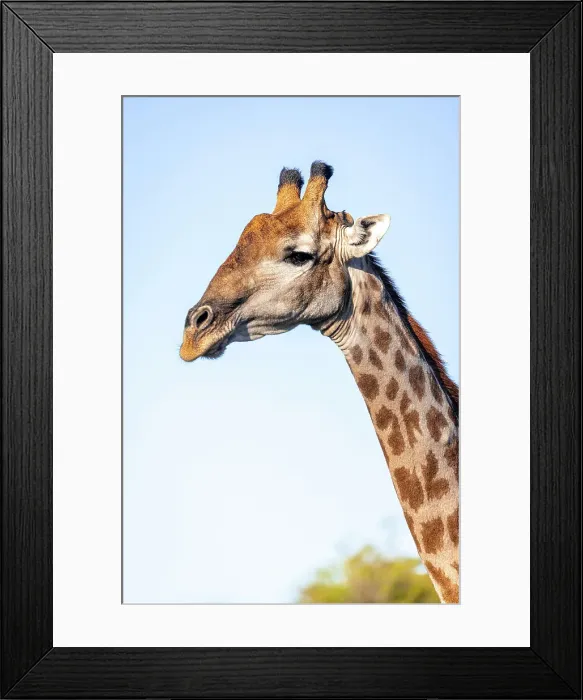 Framed Print : Giraffe, Okavango Delta, Botswana Framed Print : Giraffe, Okavango Delta, Botswana