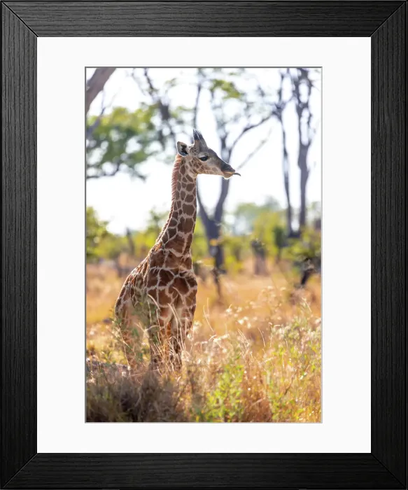 Framed Print : Giraffe baby, Okavango Delta, Botswana Framed Print : Giraffe baby, Okavango Delta, Botswana