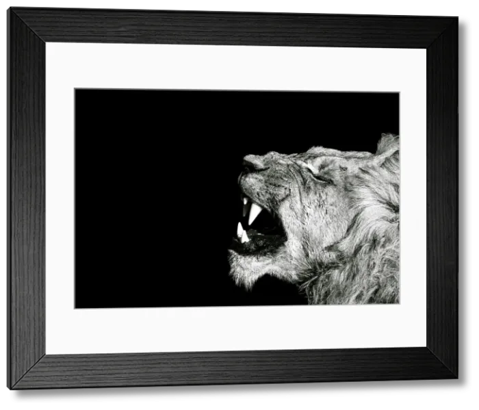 Framed Print : Male Lion, Okavango Delta, Botswana Framed Print : Male Lion, Okavango Delta, Botswana
