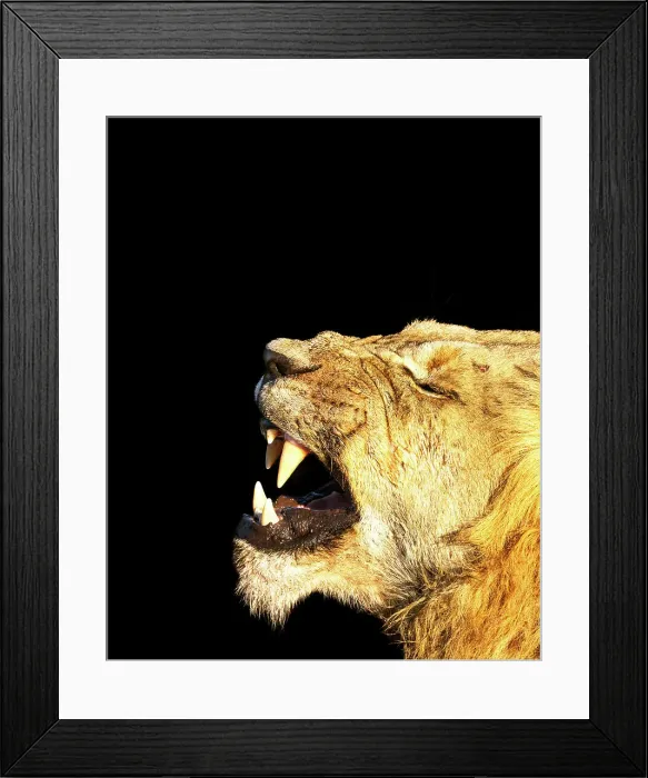 Framed Print : Male Lion, Okavango Delta, Botswana Framed Print : Male Lion, Okavango Delta, Botswana
