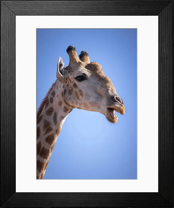 Framed Print : Giraffe, Okavango Delta, Botswana Framed Print : Giraffe, Okavango Delta, Botswana