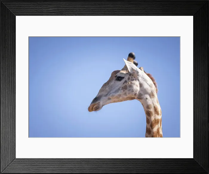 Framed Print : Giraffe, Okavango Delta, Botswana Framed Print : Giraffe, Okavango Delta, Botswana
