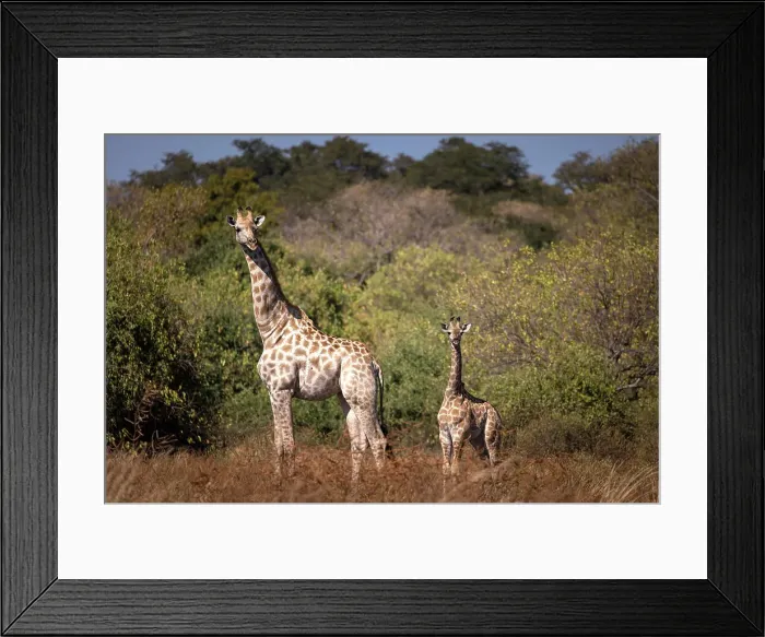 Framed Print : Giraffe, Okavango Delta, Botswana Framed Print : Giraffe, Okavango Delta, Botswana