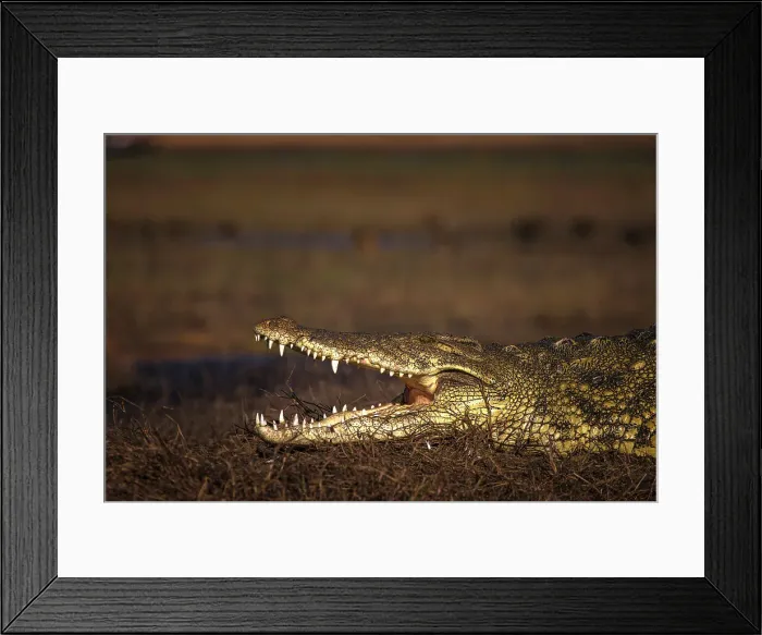 Framed Print : Nile Crocodile, Chobe River, Botswana Framed Print : Nile Crocodile, Chobe River, Botswana