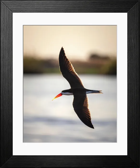 Framed Print : African Skimmer, Chobe River, Botswana Framed Print : African Skimmer, Chobe River, Botswana