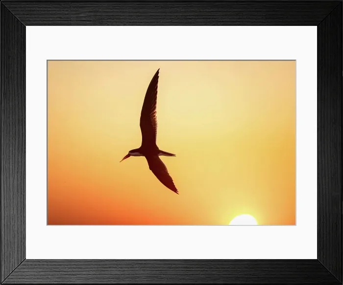 Framed Print : African Skimmer, Chobe River, Botswana Framed Print : African Skimmer, Chobe River, Botswana