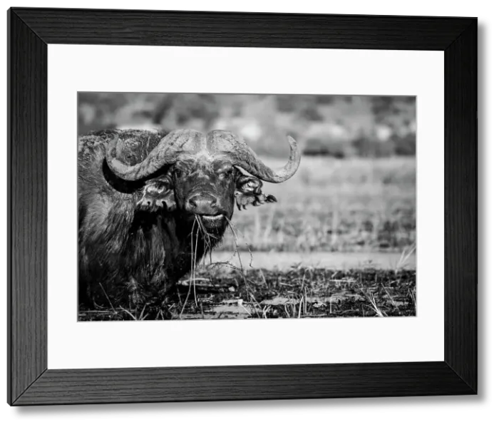 Framed Print : Buffalo, Chobe River, Botswana Framed Print : Buffalo, Chobe River, Botswana