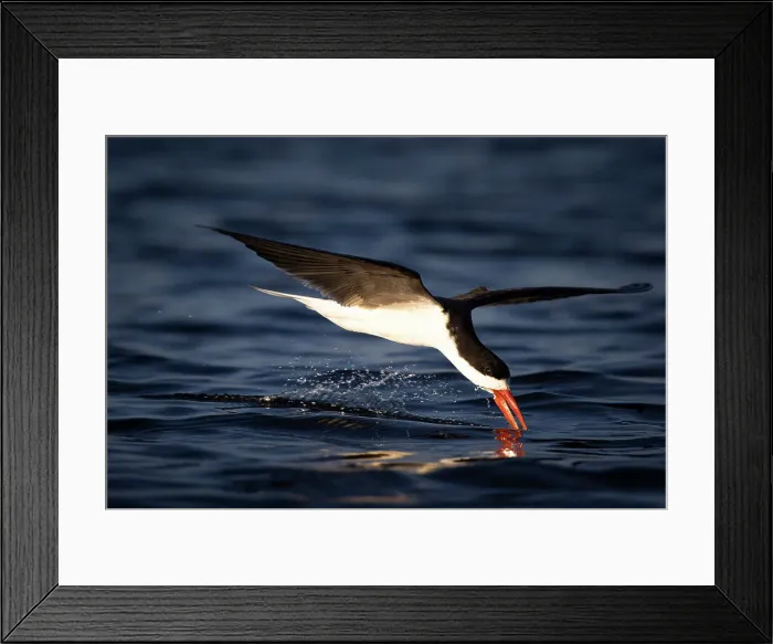 Framed Print : African Skimmer, Chobe River, Botswana Framed Print : African Skimmer, Chobe River, Botswana