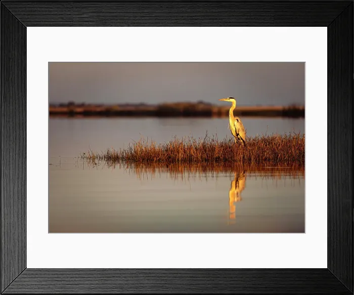 Framed Print : Grey Heron, Chobe River, Botswana Framed Print : Grey Heron, Chobe River, Botswana