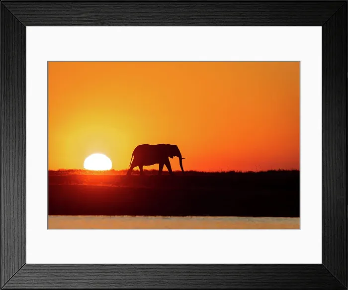Framed Print : Elephant Silhouette, Chobe River, Botswana Framed Print : Elephant Silhouette, Chobe River, Botswana