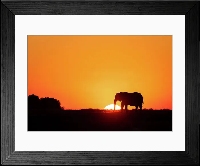 Framed Print : Elephant Silhouette, Chobe River, Botswana