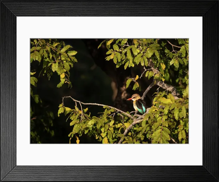 Framed Print : Grey Hooded Kingfisher, Chobe River, Botswana