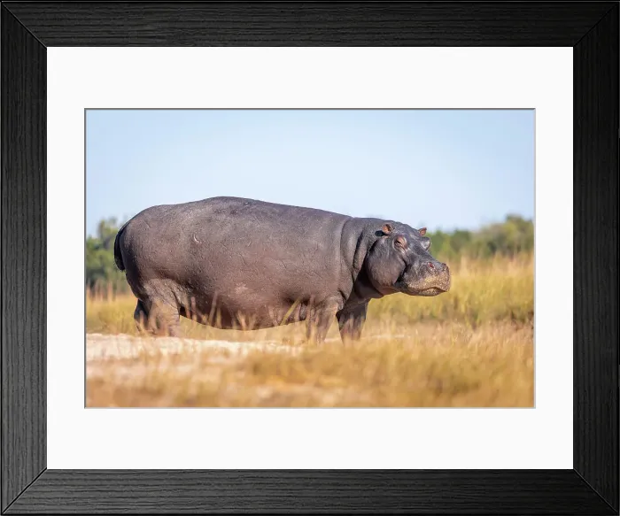 Framed Print : Hippo, Chobe River, Botswana Framed Print : Hippo, Chobe River, Botswana