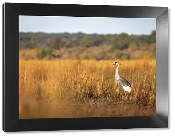 Grey crowned Crane, Chobe River, Botswana