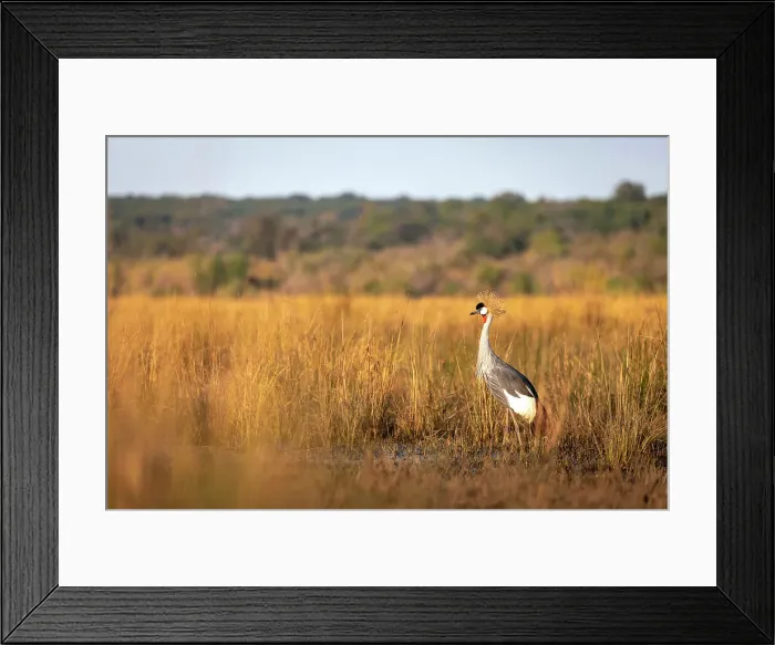 Framed Print : Grey crowned Crane, Chobe River, Botswana