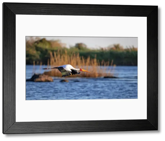 Framed Print : Yellow billed stork, Chobe River, Botswana Framed Print : Yellow billed stork, Chobe River, Botswana