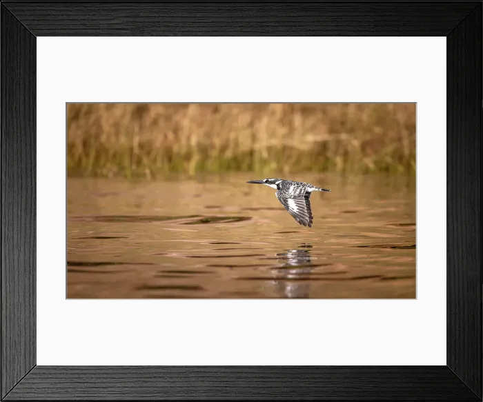 Framed Print : Pied Kingfisher, Chobe River, Botswana Framed Print : Pied Kingfisher, Chobe River, Botswana