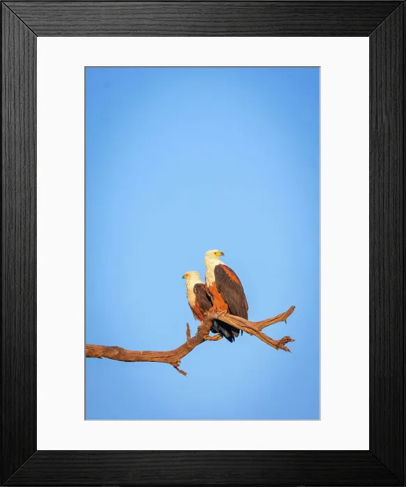 Framed Print : African Fish Eagle, Chobe River, Botswana Framed Print : African Fish Eagle, Chobe River, Botswana