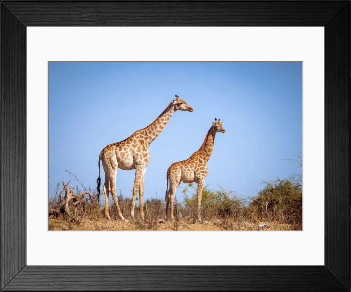 Framed Print : Giraffe, Okavango Delta, Botswana