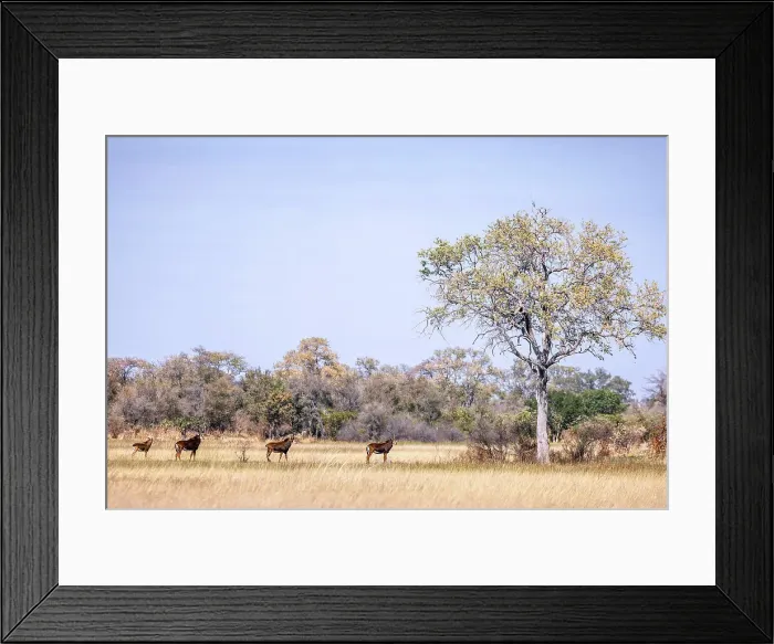 Framed Print : Sable Antelope, Okavango Delta, Botswana Framed Print : Sable Antelope, Okavango Delta, Botswana