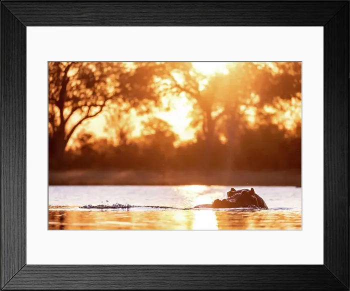 Framed Print : Hippo, Okavango Delta, Botswana Framed Print : Hippo, Okavango Delta, Botswana